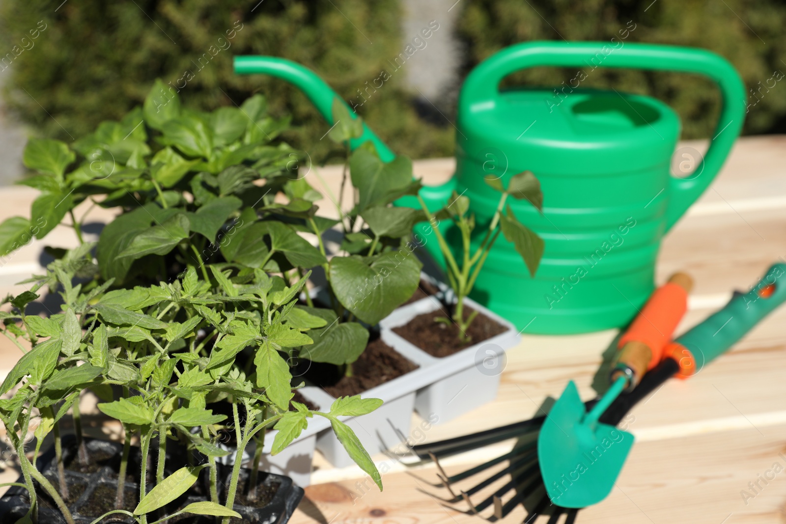 Photo of Seedlings growing in plastic containers with soil, gardening tools and watering can on table outdoors