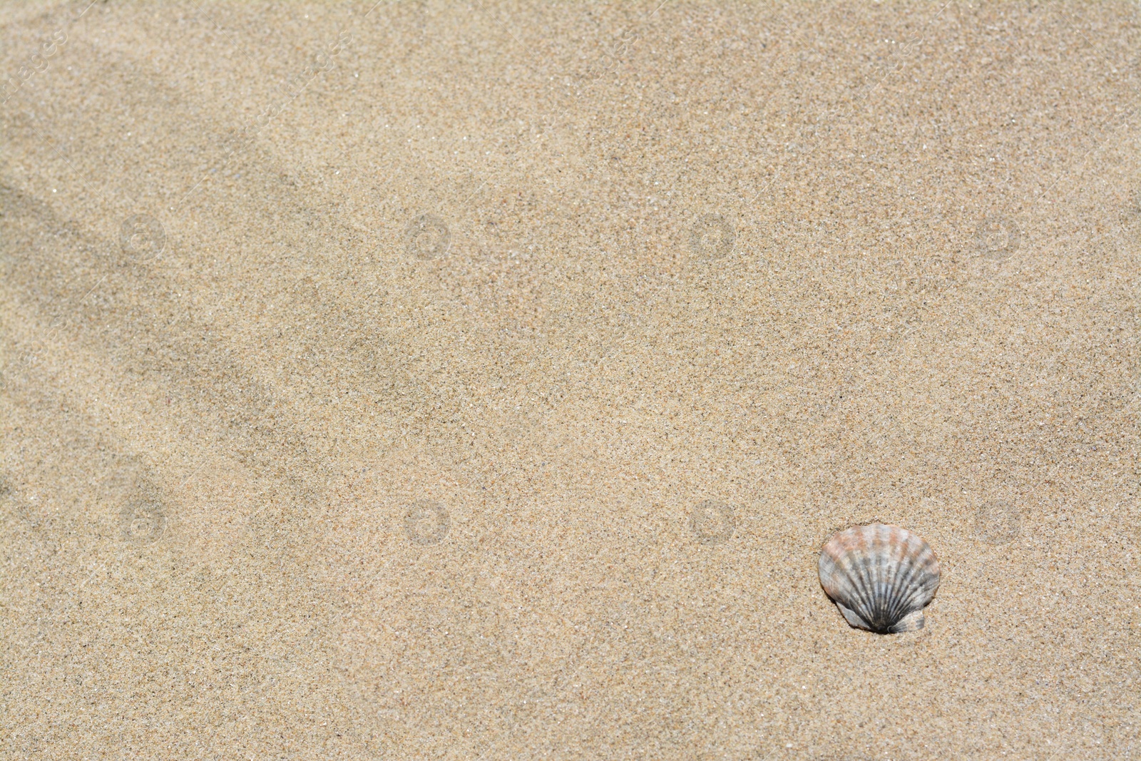 Photo of Seashell on sunlit sandy beach, top view. Space for text