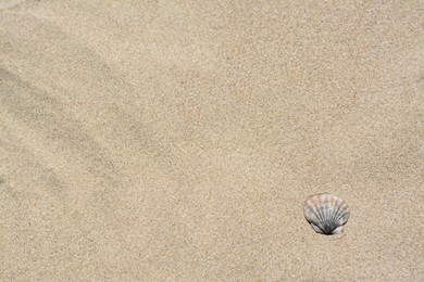 Seashell on sunlit sandy beach, top view. Space for text