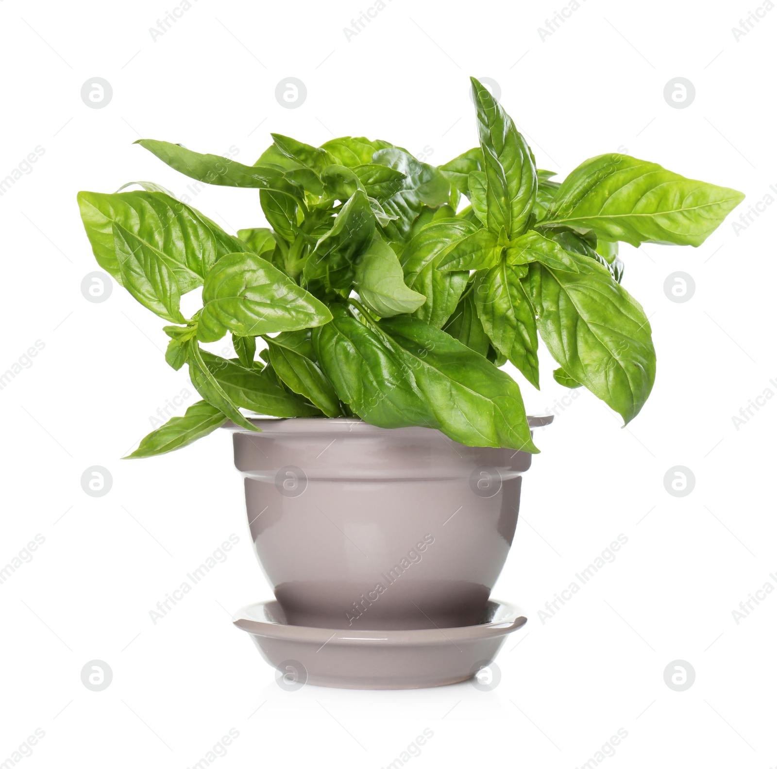 Photo of Lush green basil in pot isolated on white