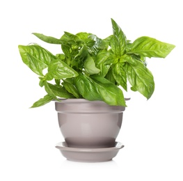Lush green basil in pot isolated on white