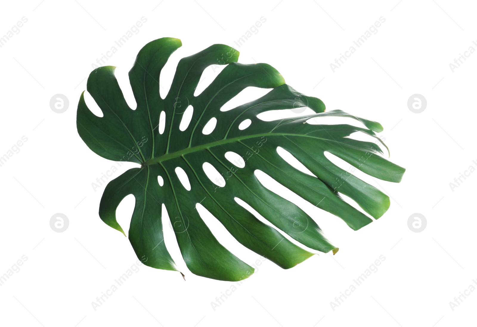 Photo of Green fresh monstera leaf isolated on white. Tropical plant