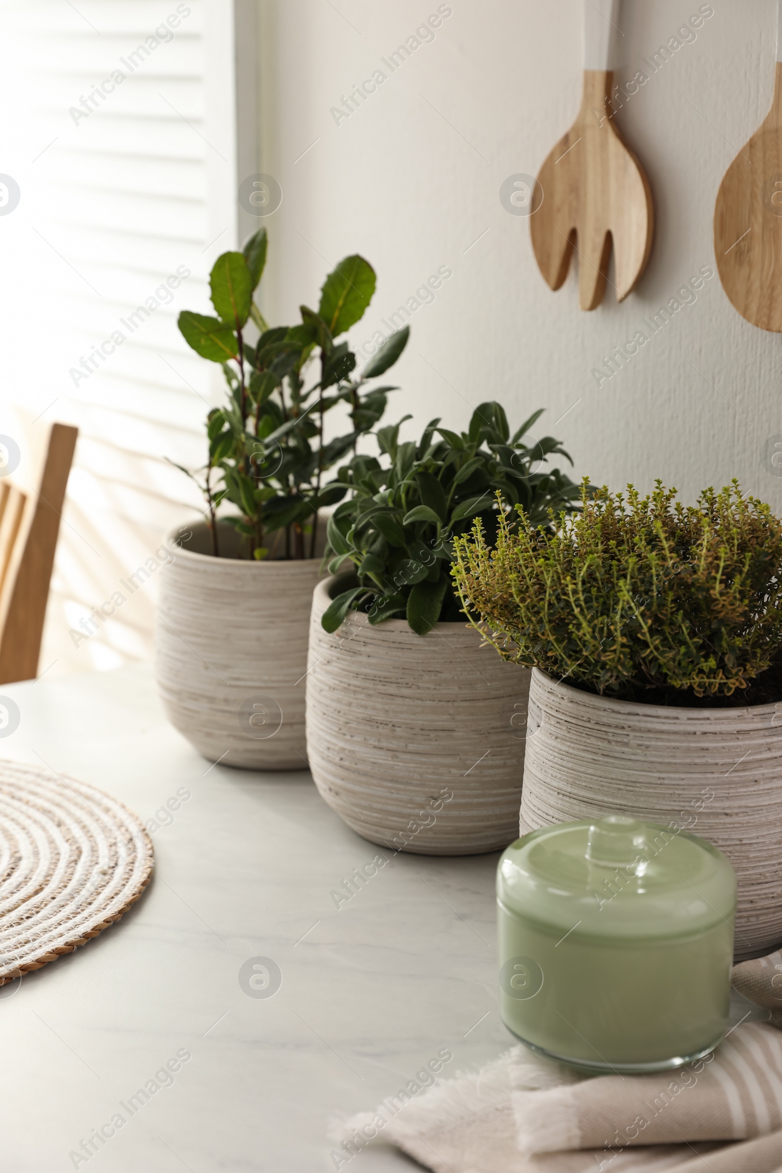 Photo of Different aromatic potted herbs on countertop in kitchen