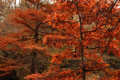 Photo of Beautiful view of trees in  forest on autumn day