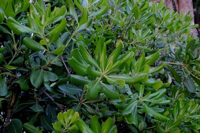 Beautiful green bush in garden as background