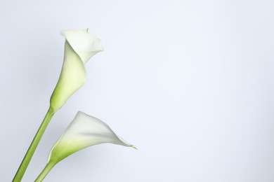 Photo of Beautiful calla lily flowers on white background. Space for text