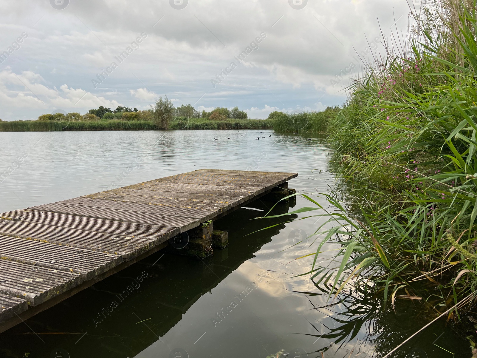 Photo of Picturesque view of river reeds and cloudy sky