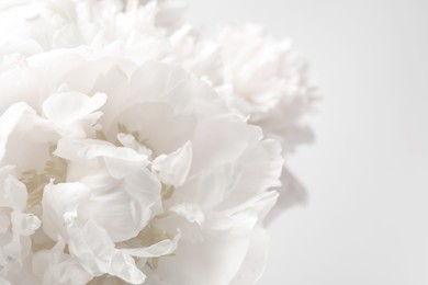 Beautiful blooming white peony on light background, closeup