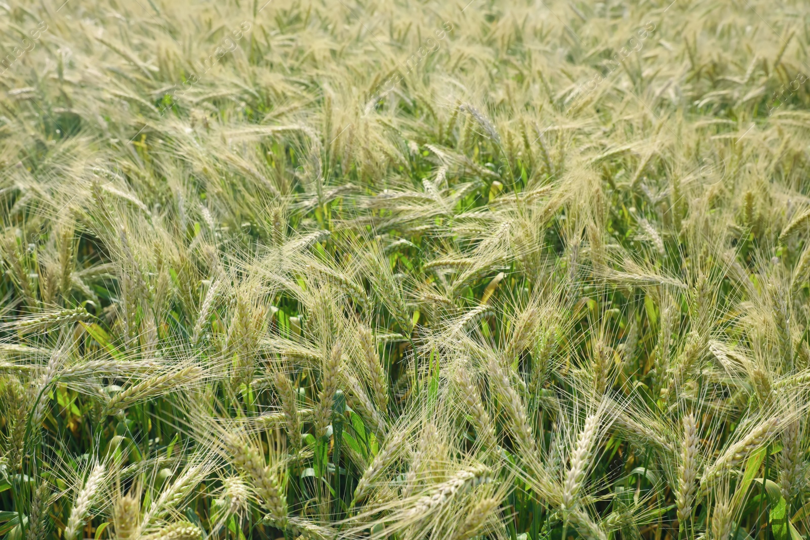 Photo of Beautiful agricultural field with ripening wheat crop