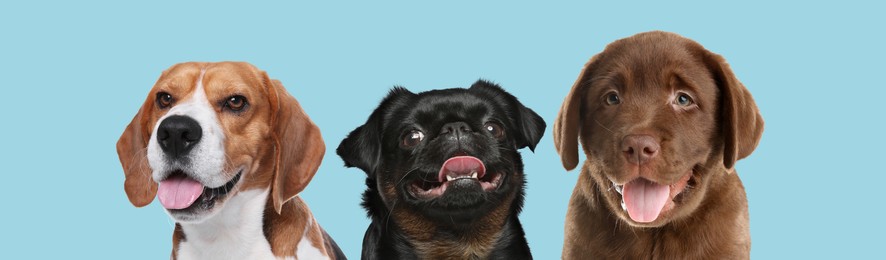 Image of Happy pets. Adorable Petit Brabancon, Beagle and Chocolate Labrador Retriever puppy smiling on light blue background, banner design