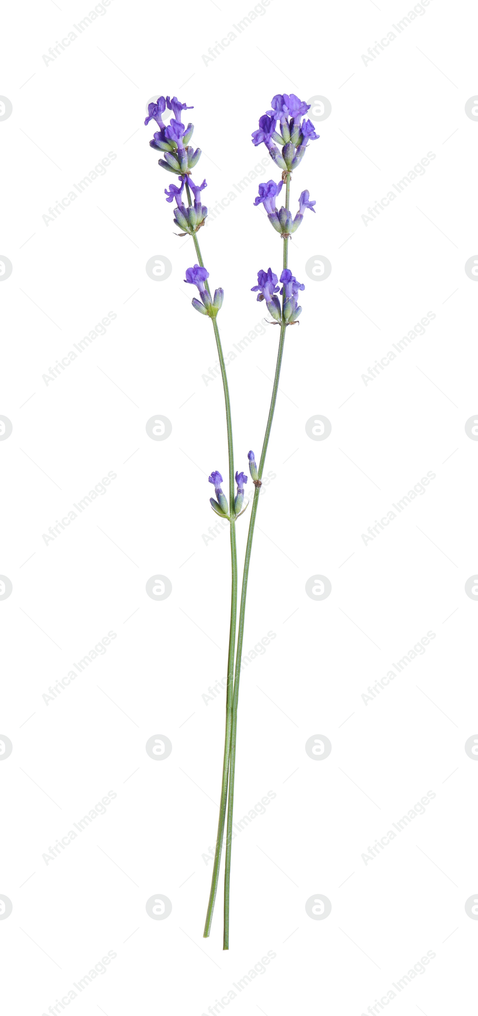 Photo of Beautiful blooming lavender flowers isolated on white