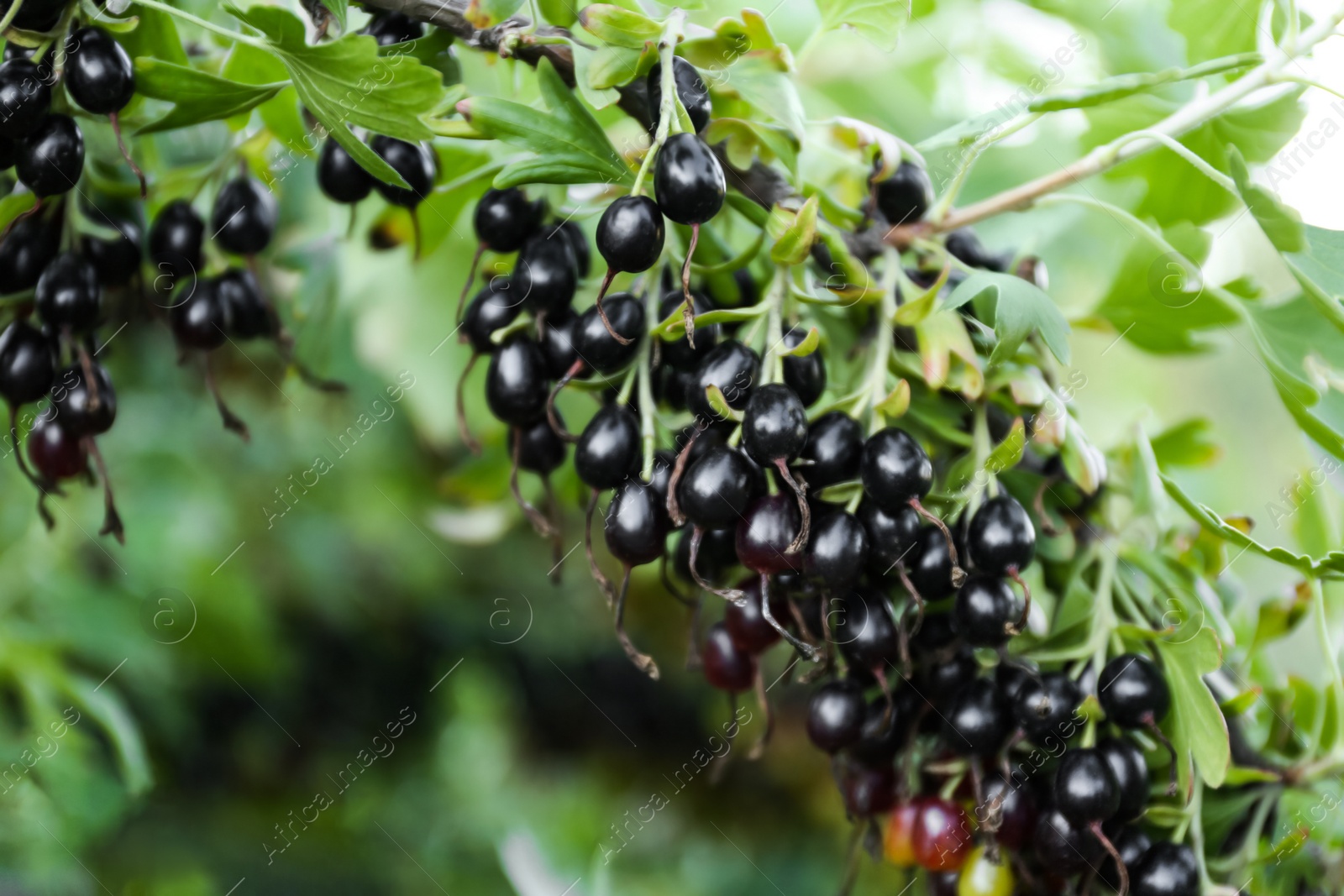 Photo of Black currant berries on bush outdoors, closeup