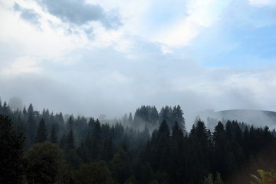 Photo of Picturesque view of mountain forest in foggy morning