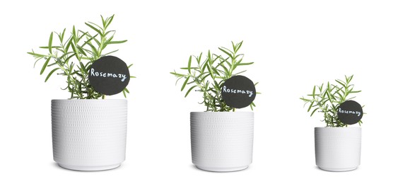 Image of Rosemary growing in pots isolated on white, different sizes