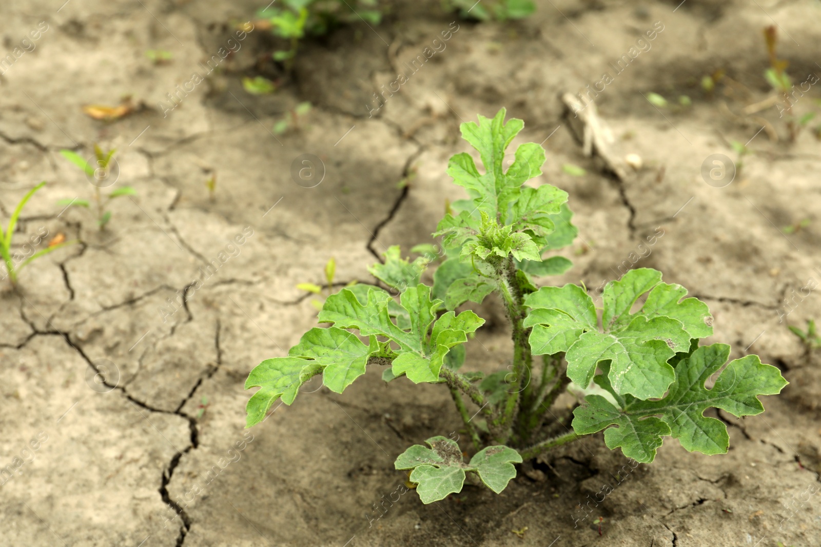 Photo of Watermelon plant with green leaves growing in garden