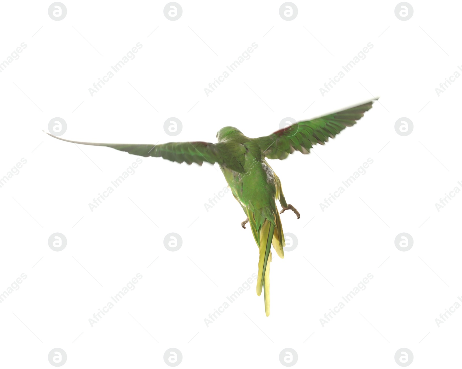 Photo of Beautiful Alexandrine parakeet flying isolated on white