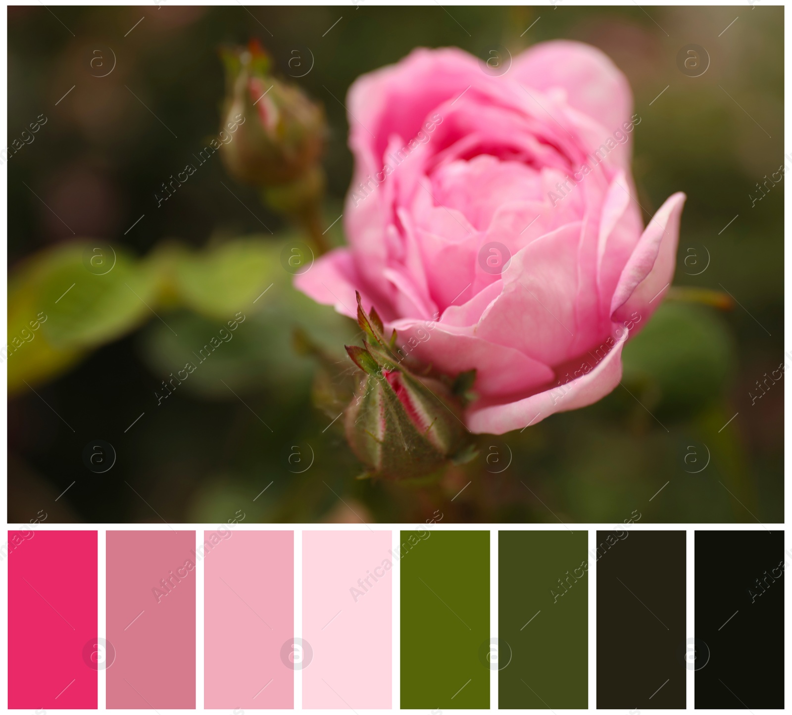 Image of Beautiful blooming pink rose and color palette. Collage