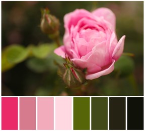 Beautiful blooming pink rose and color palette. Collage