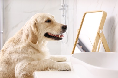 Photo of Cute Golden Labrador Retriever near sink in bathroom