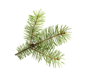 Photo of Branch of Christmas tree on white background