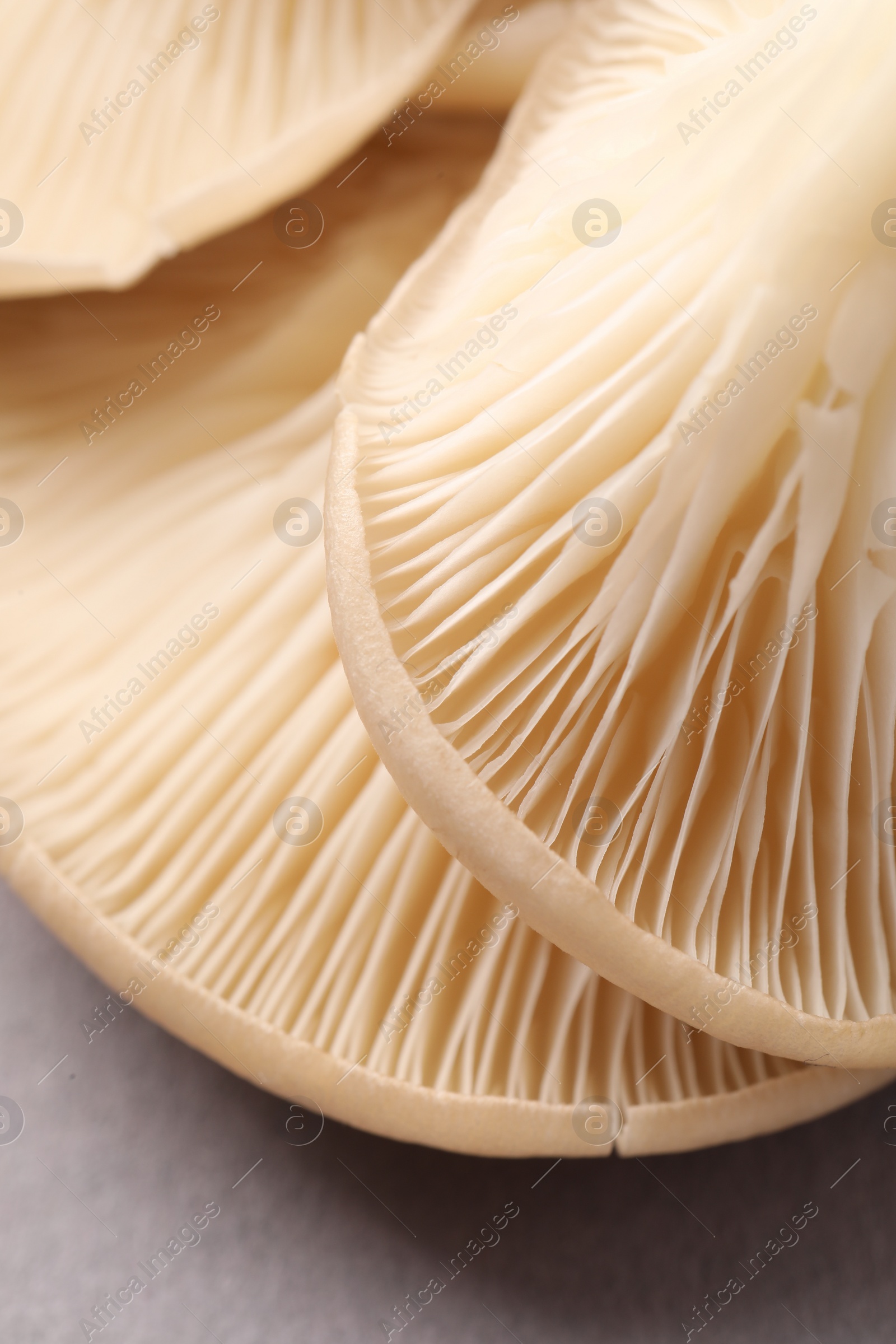 Photo of Fresh oyster mushrooms on grey background, macro view