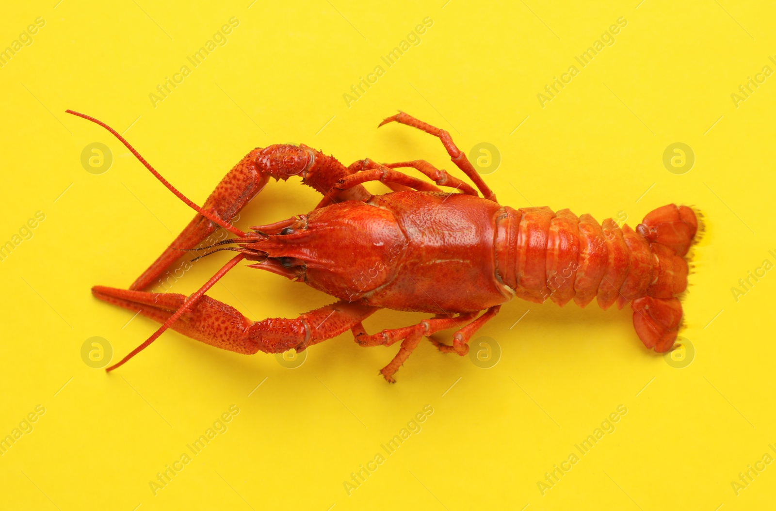 Photo of Delicious boiled crayfish on yellow background, top view