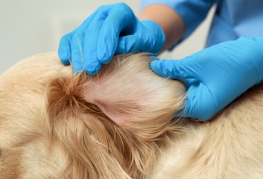 Photo of Veterinarian checking dog's ear for ticks, closeup