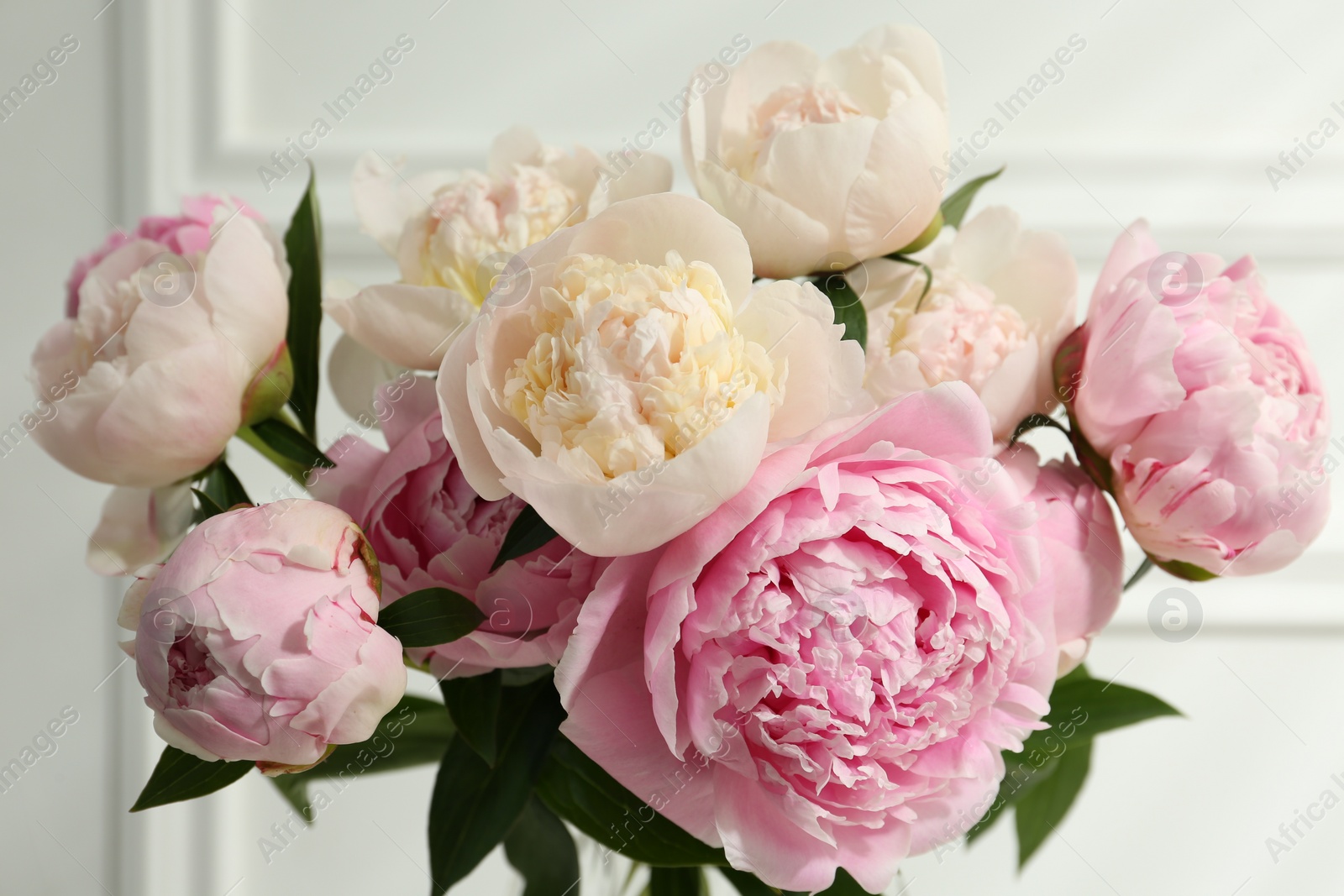 Photo of Beautiful aromatic peonies on white background, closeup