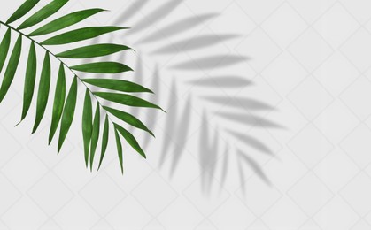 Image of Tropical leaf casting shadow on white wall, space for text