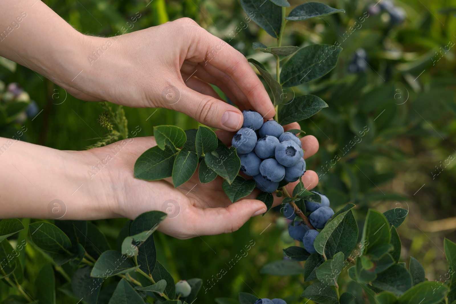 Photo of Woman picking up wild blueberries outdoors, closeup. Seasonal berries