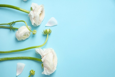 Photo of Flat lay composition with ranunculus flowers on color background, space for text