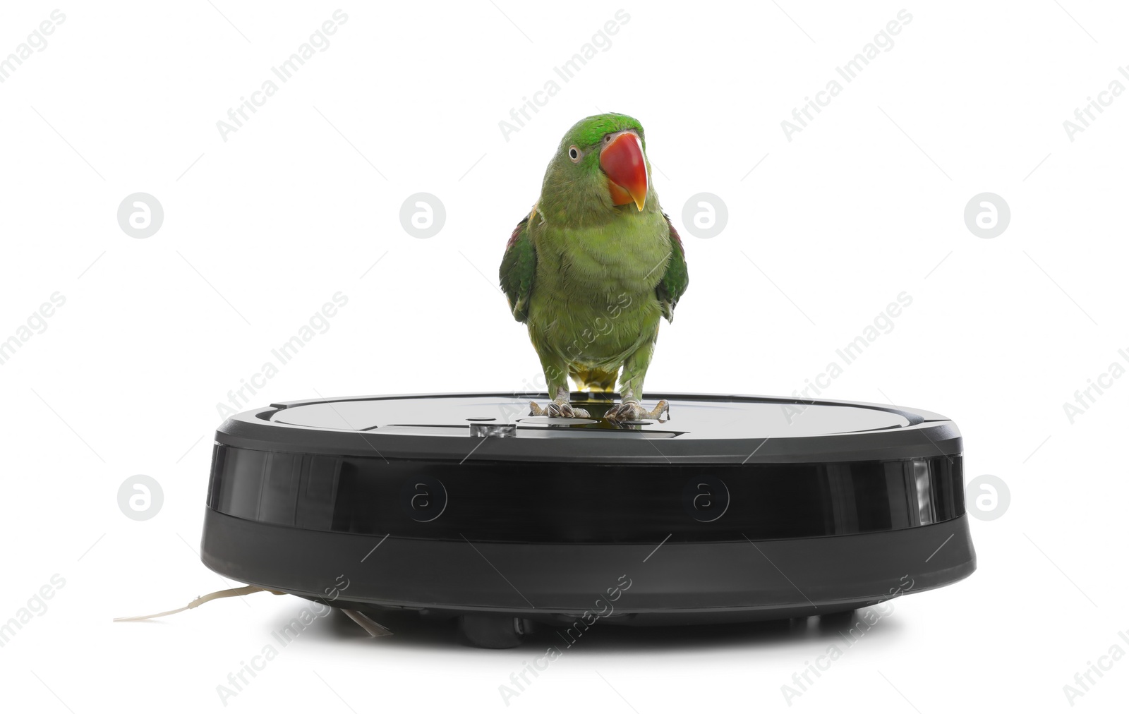 Photo of Modern robotic vacuum cleaner and Alexandrine parakeet on white background