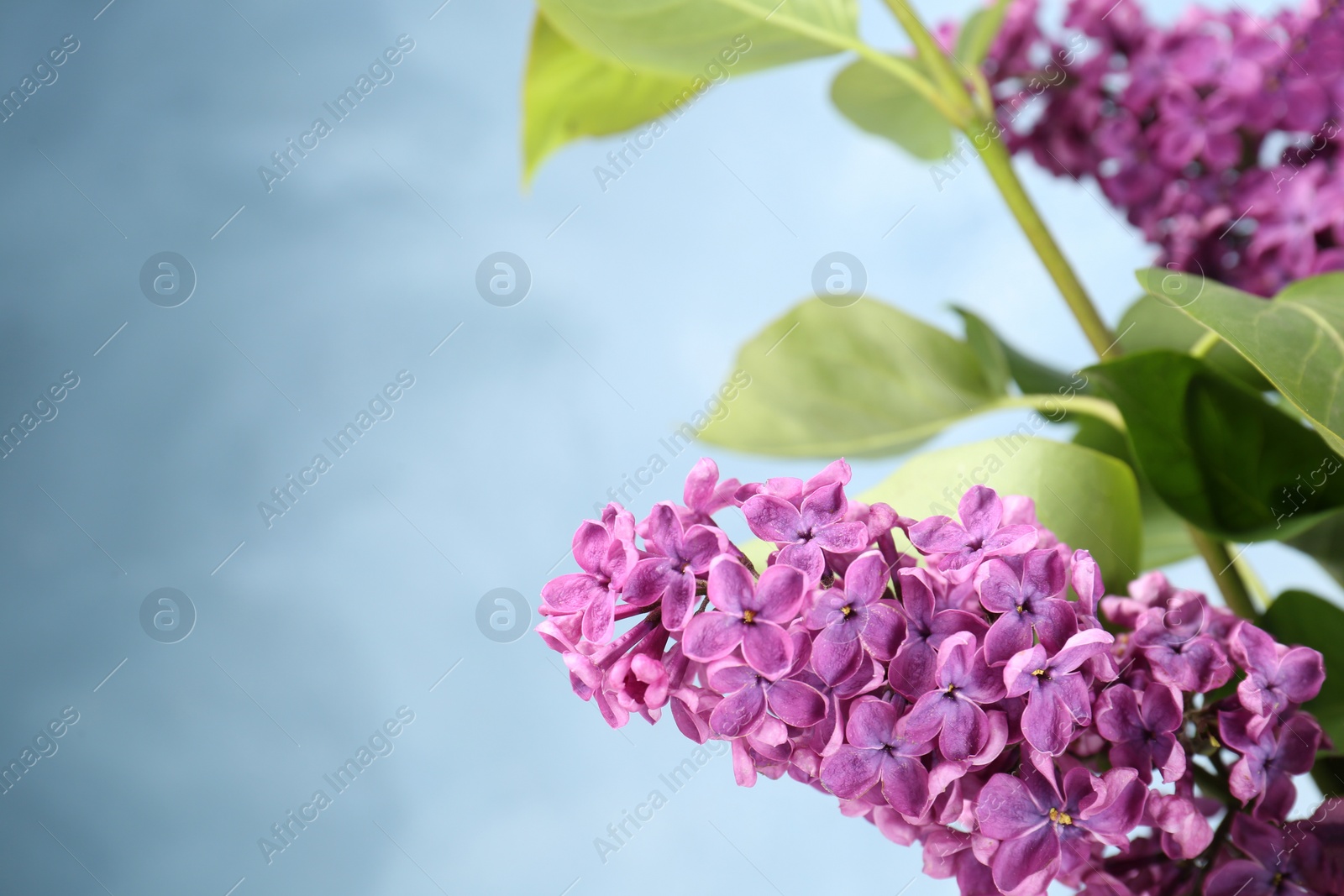 Photo of Closeup view of beautiful lilac flowers on light blue background, space for text