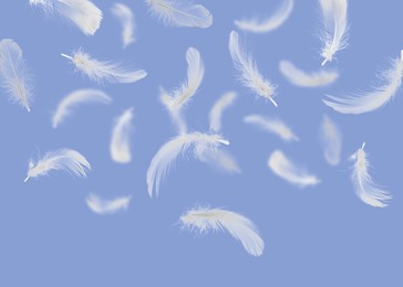Image of Fluffy bird feathers falling on violet background