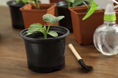 Seedlings growing in plastic containers with soil, gardening shovel and spray bottle on wooden table, closeup