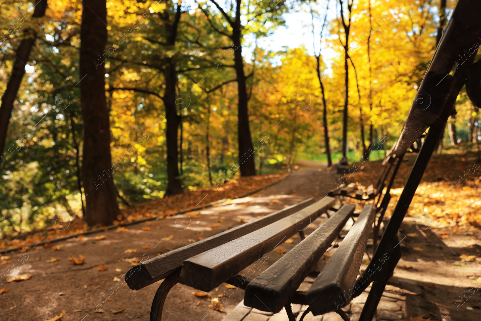 Photo of Wooden benches, pathway, fallen leaves and trees in beautiful park on autumn day, closeup. Space for text