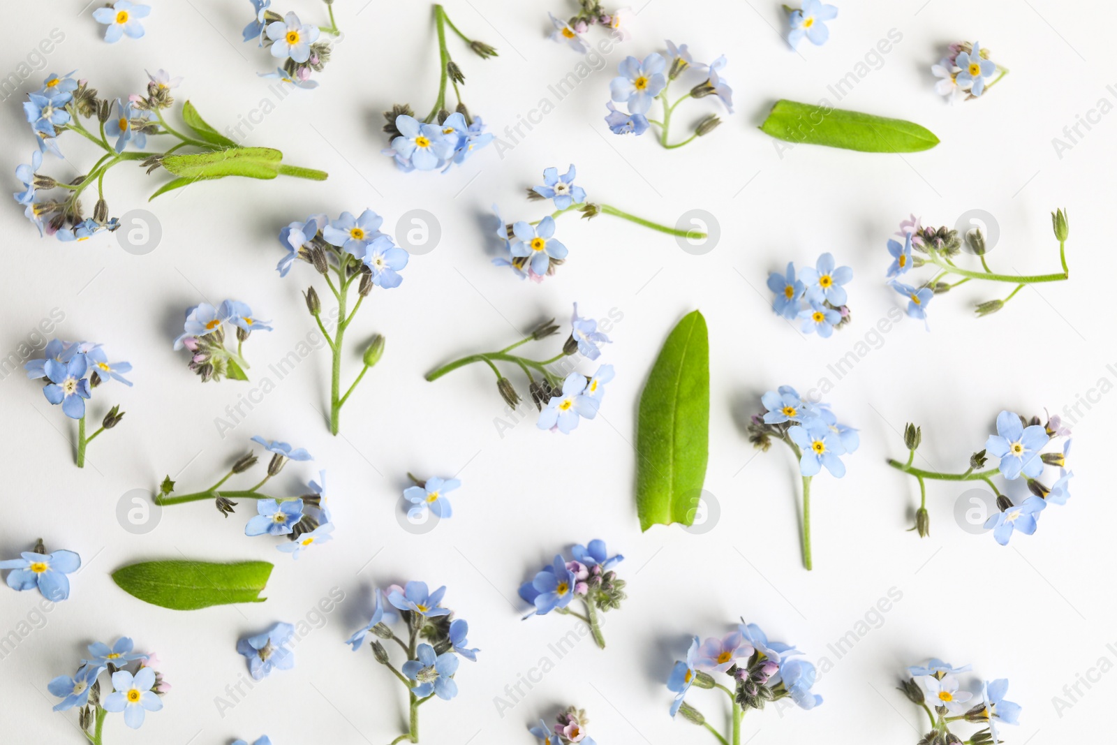 Photo of Beautiful forget-me-not flowers on white background, flat lay