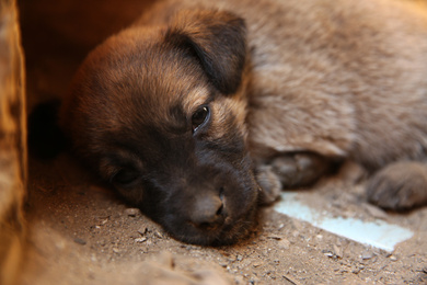 Dirty stray puppy outdoors, closeup. Baby animal