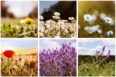 Image of Collage with photos of different beautiful wild flowers growing in meadow