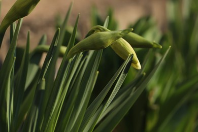 Photo of Daffodil plants growing in garden, closeup. Spring flowers