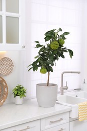 Photo of Potted bergamot tree with ripe fruits on countertop in kitchen