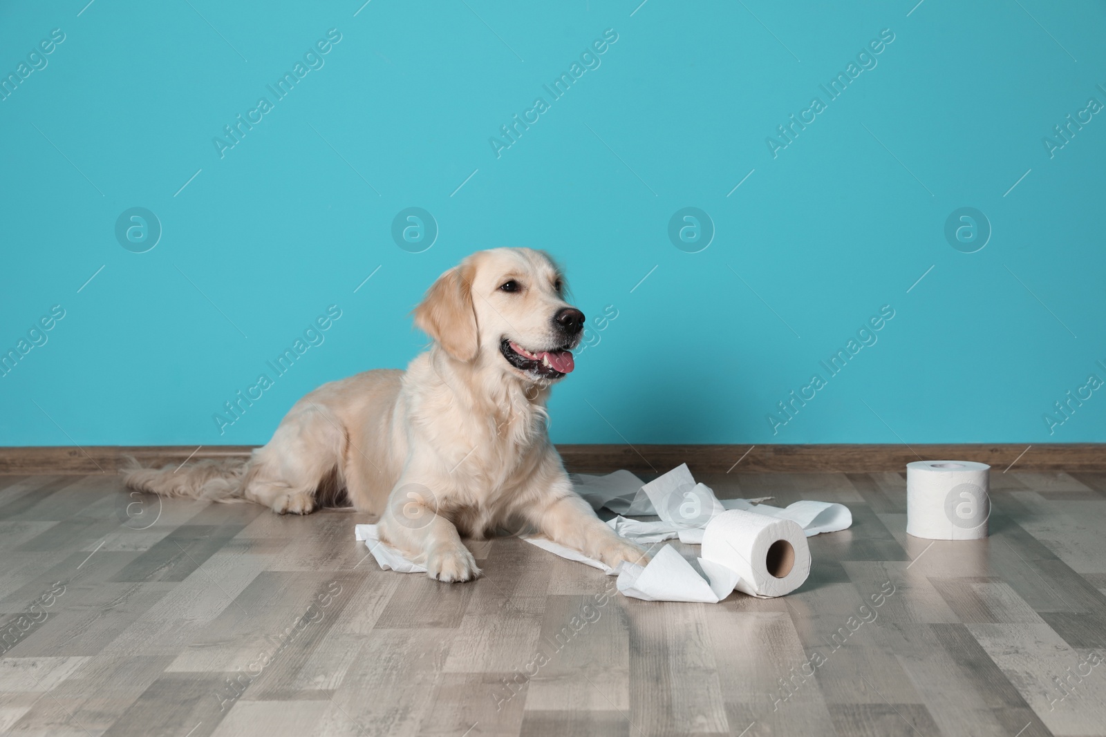 Photo of Cute dog playing with rolls of toilet paper on floor against color wall