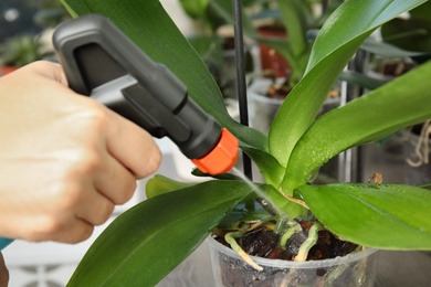 Photo of Woman spraying orchid plant on window sill, closeup