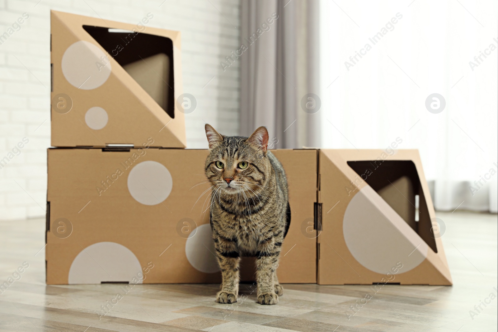 Photo of Cute tabby cat coming out of cardboard house in room. Friendly pet