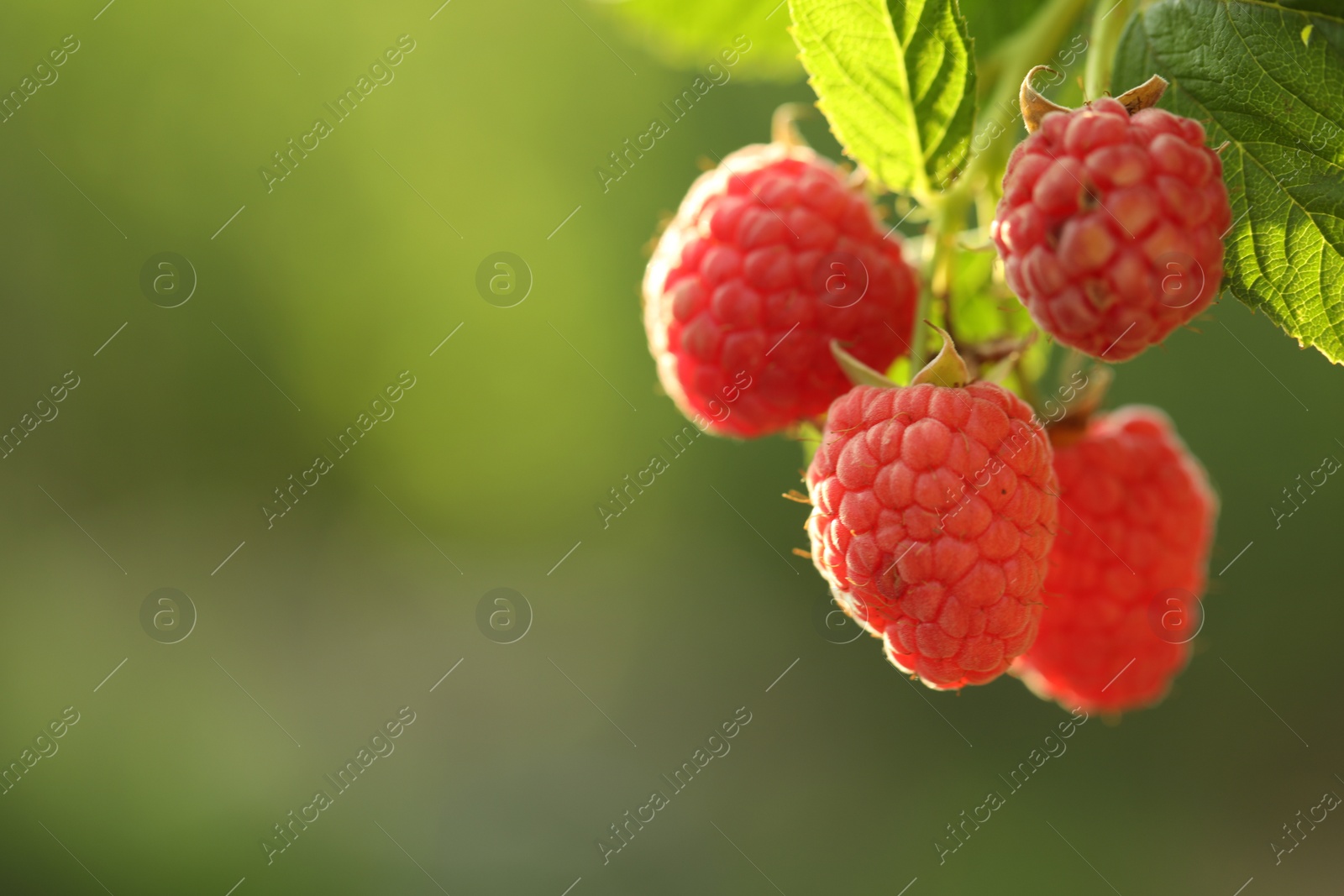 Photo of Raspberry bush with tasty ripe berries in garden, closeup