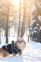 Cute dog in snowy winter forest on sunny day