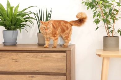 Photo of Adorable cat near green houseplants on chest of drawers at home