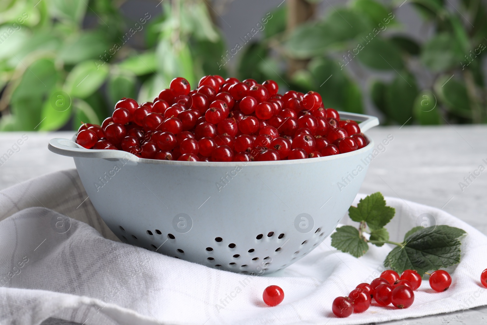 Photo of Ripe red currants in colander and leaves on grey table