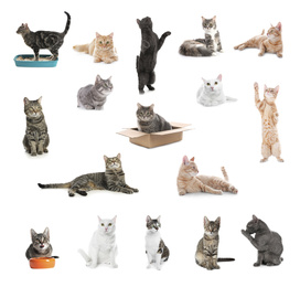 Image of Collage of beautiful cats on white background. Lovely pet