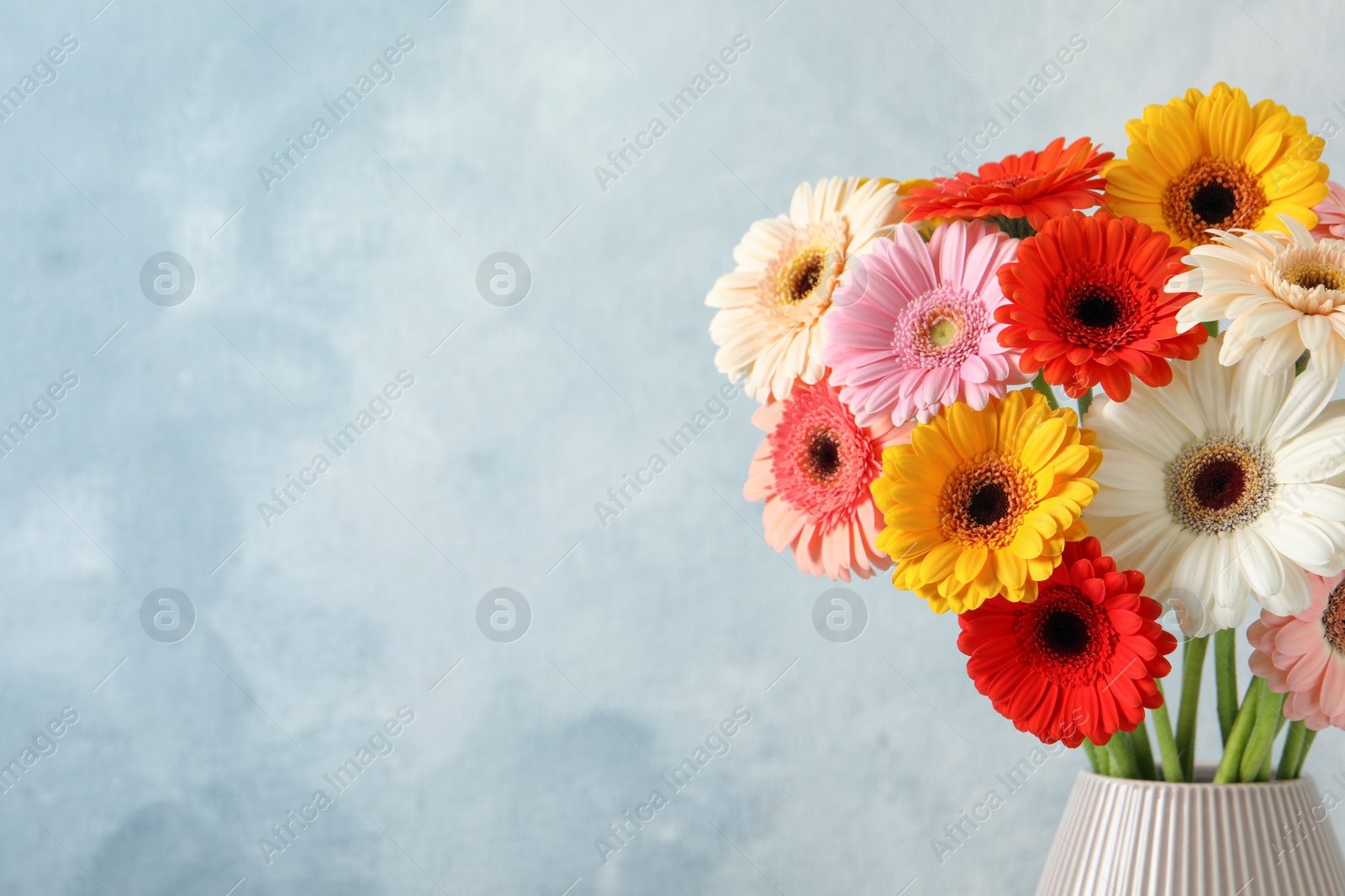 Photo of Bouquet of beautiful colorful gerbera flowers in vase on light blue background. Space for text